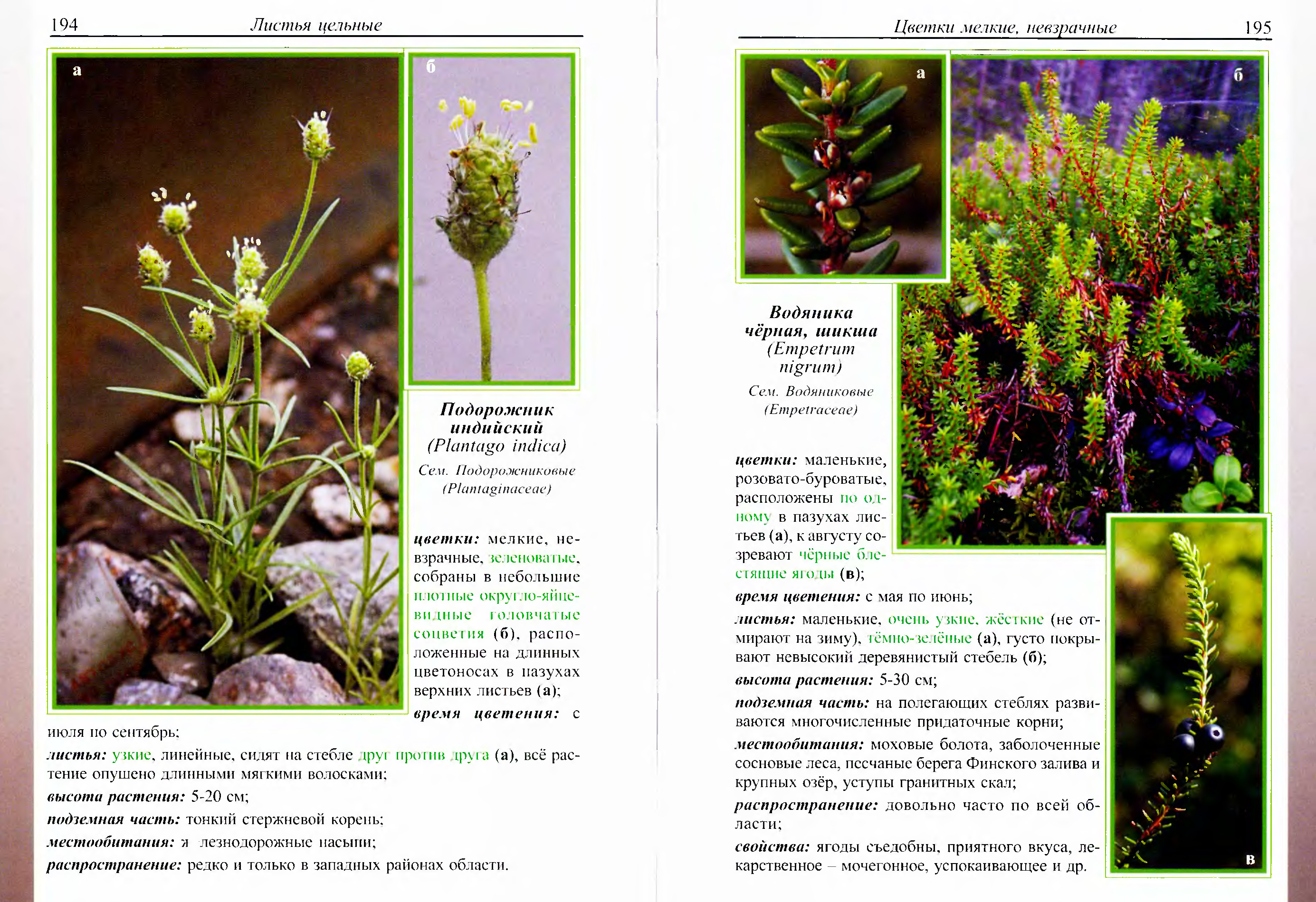 Растения Ленинградской области фото и описание