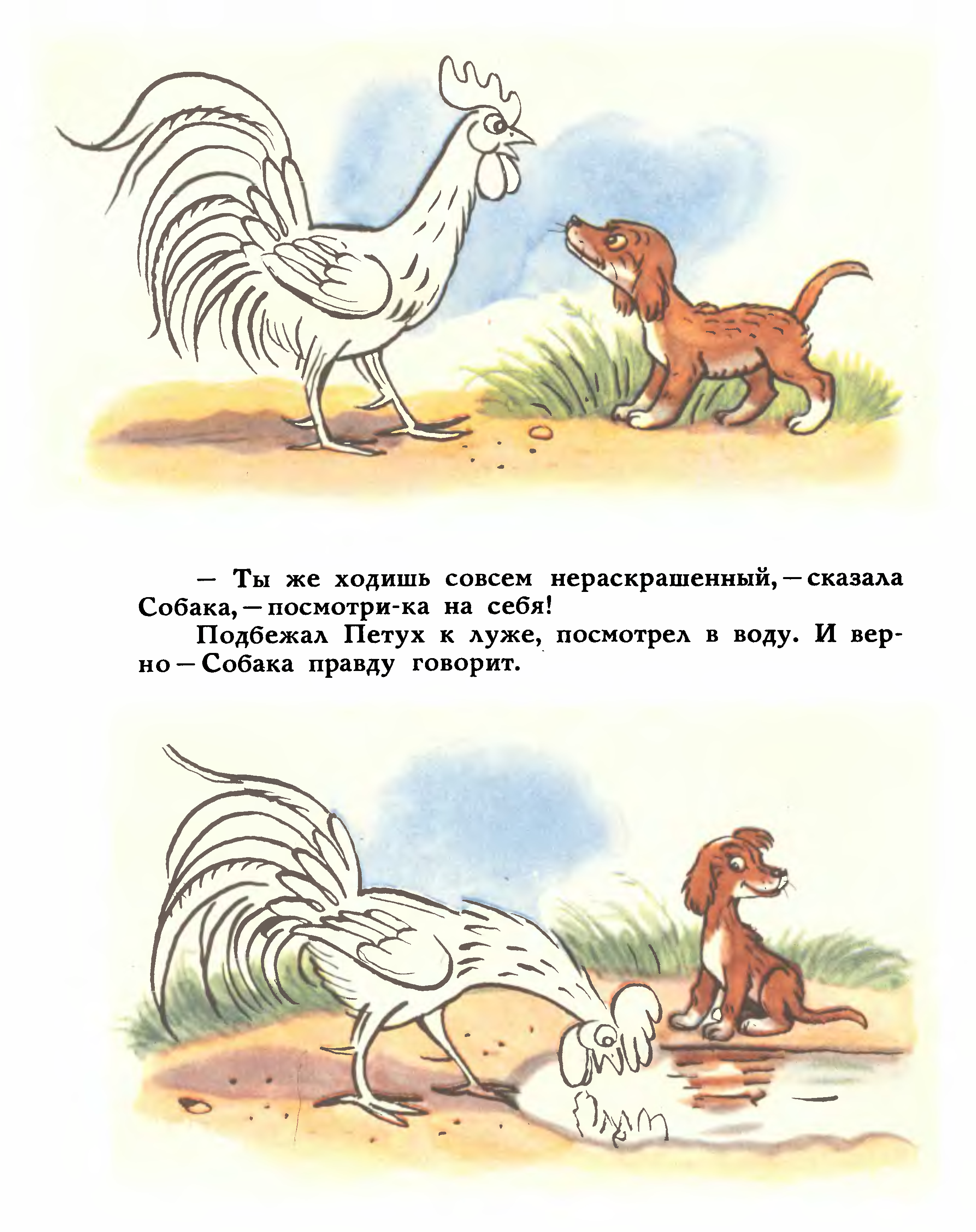 Иллюстрации к сказке Сутеева петух и краски