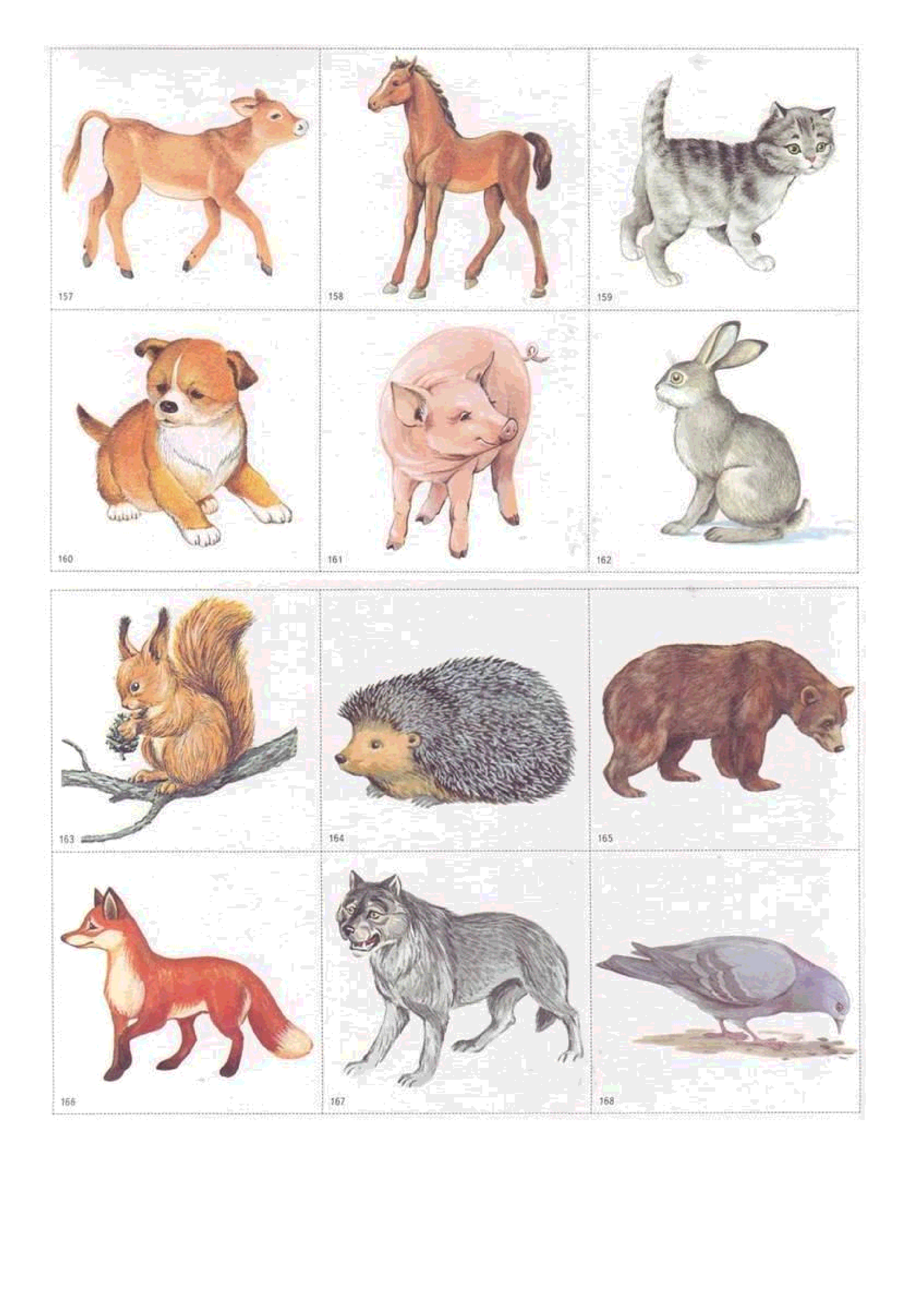 Карточки с дикими животными