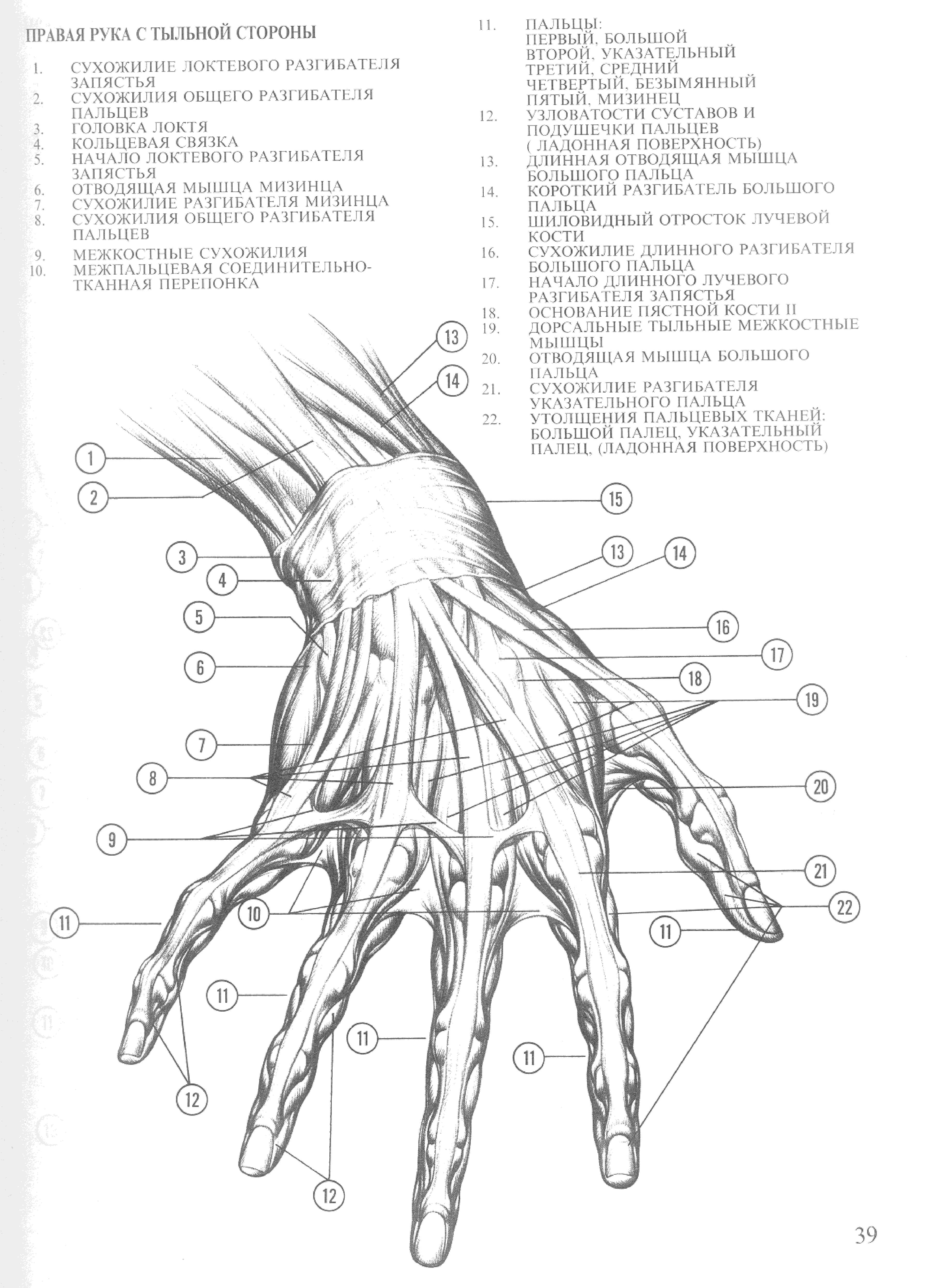 Мышцы кисти анатомия тыльная сторона