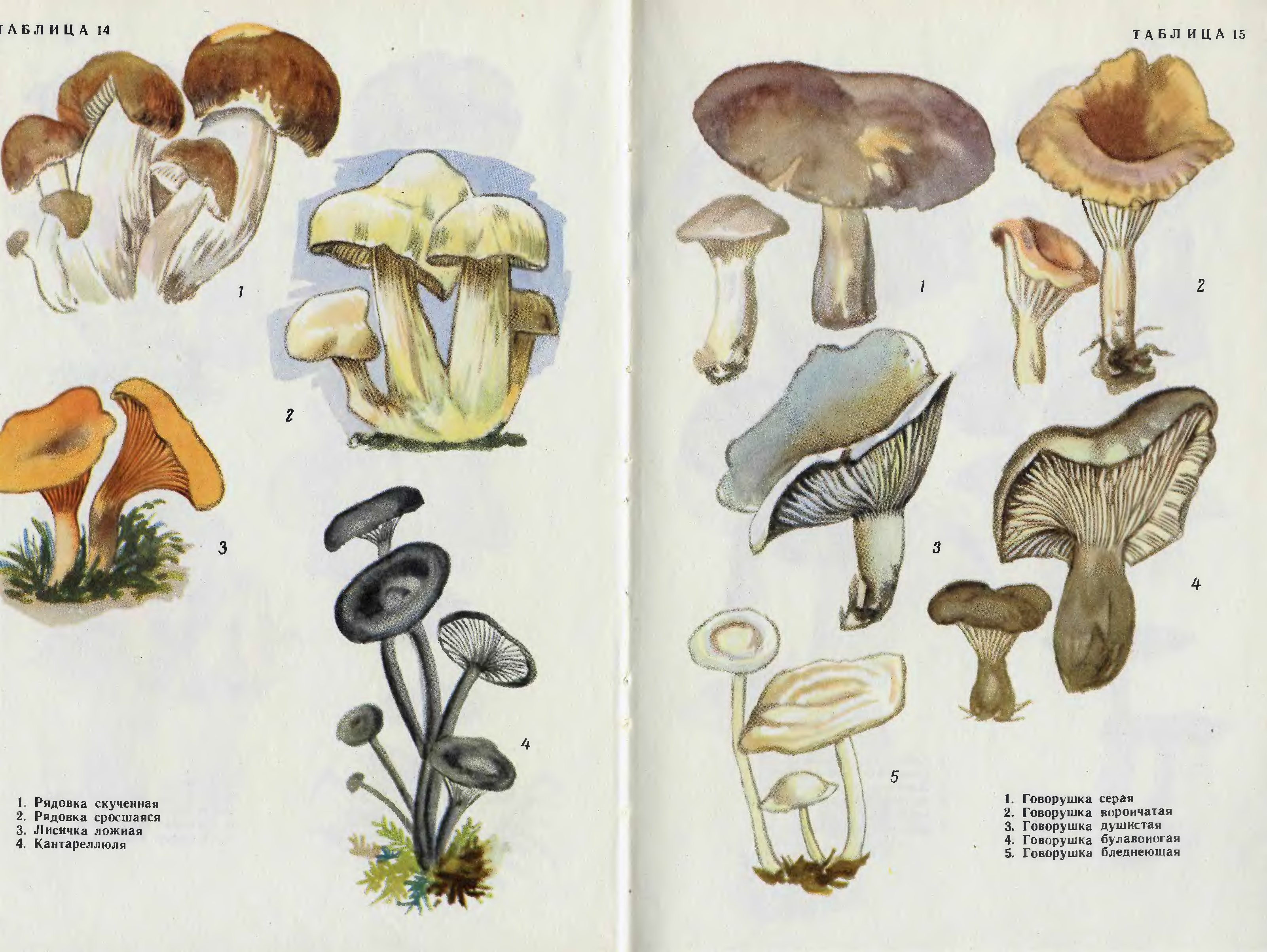 Атлас съедобных и несъедобных грибов