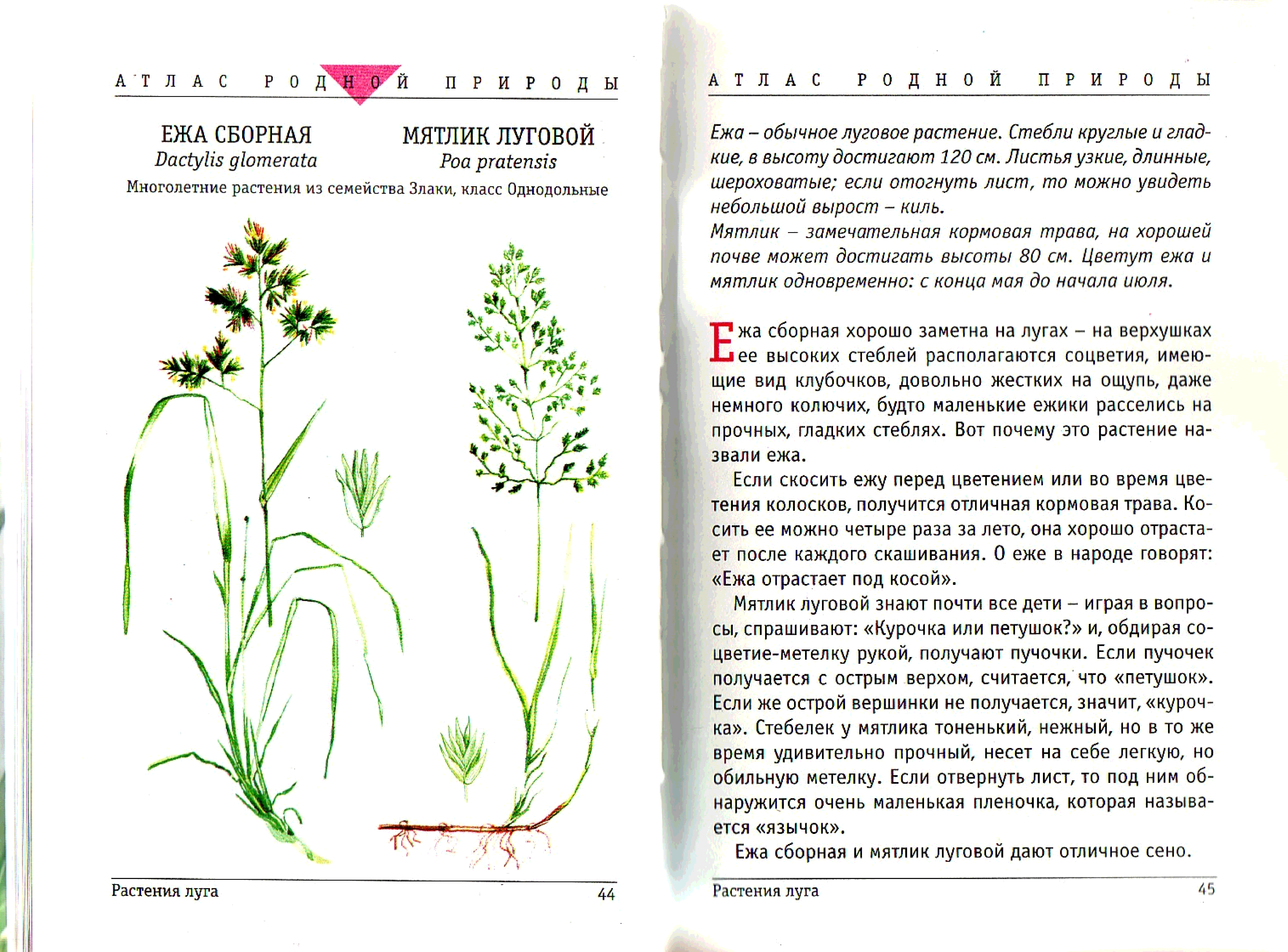 Растения Луга гербарий 4 класс