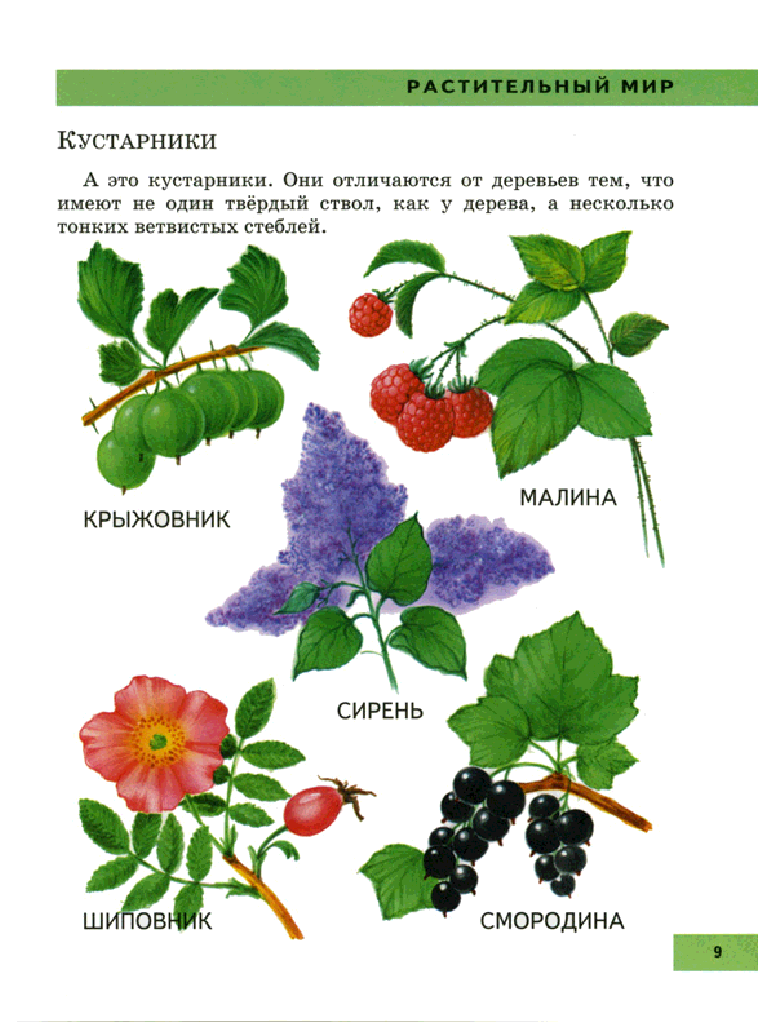 Кустарники окружающий. КУСТАРНИКИКУСТАРНИКИ названия. Кустарники названия. Название кустарничков. Кустарники снозванием.