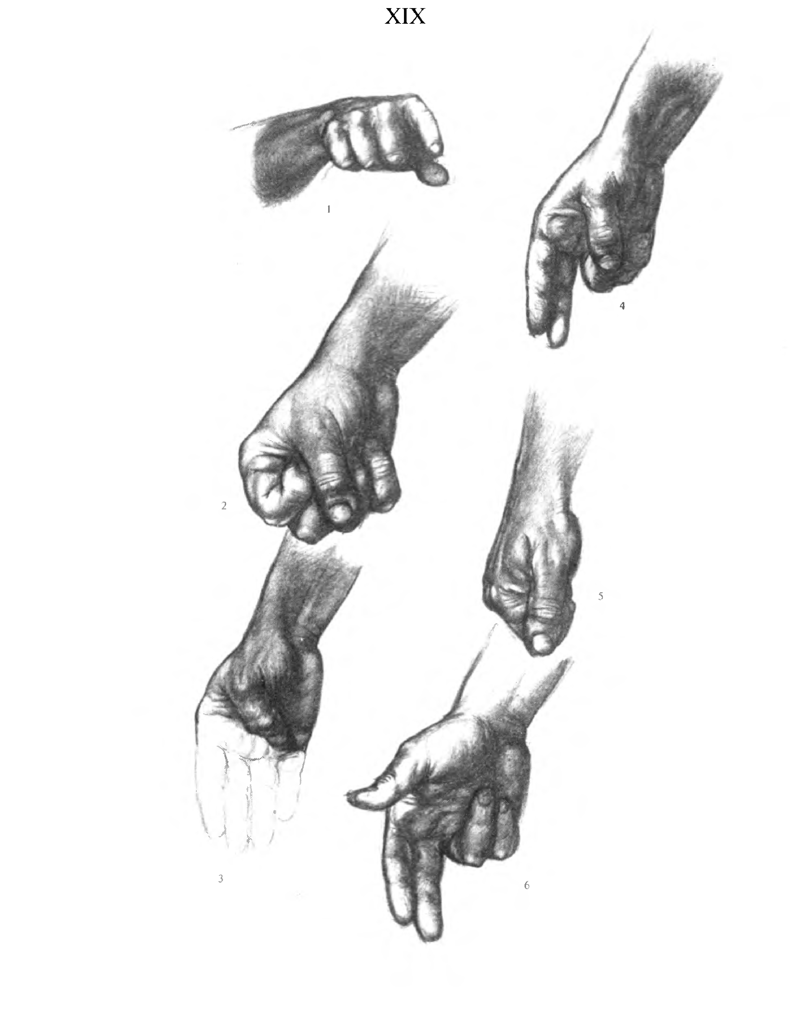 Анатомия кистей рук Барчаи