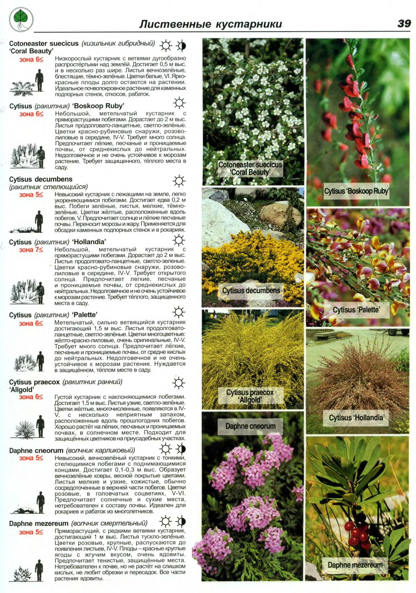 каталог растений фото и названия