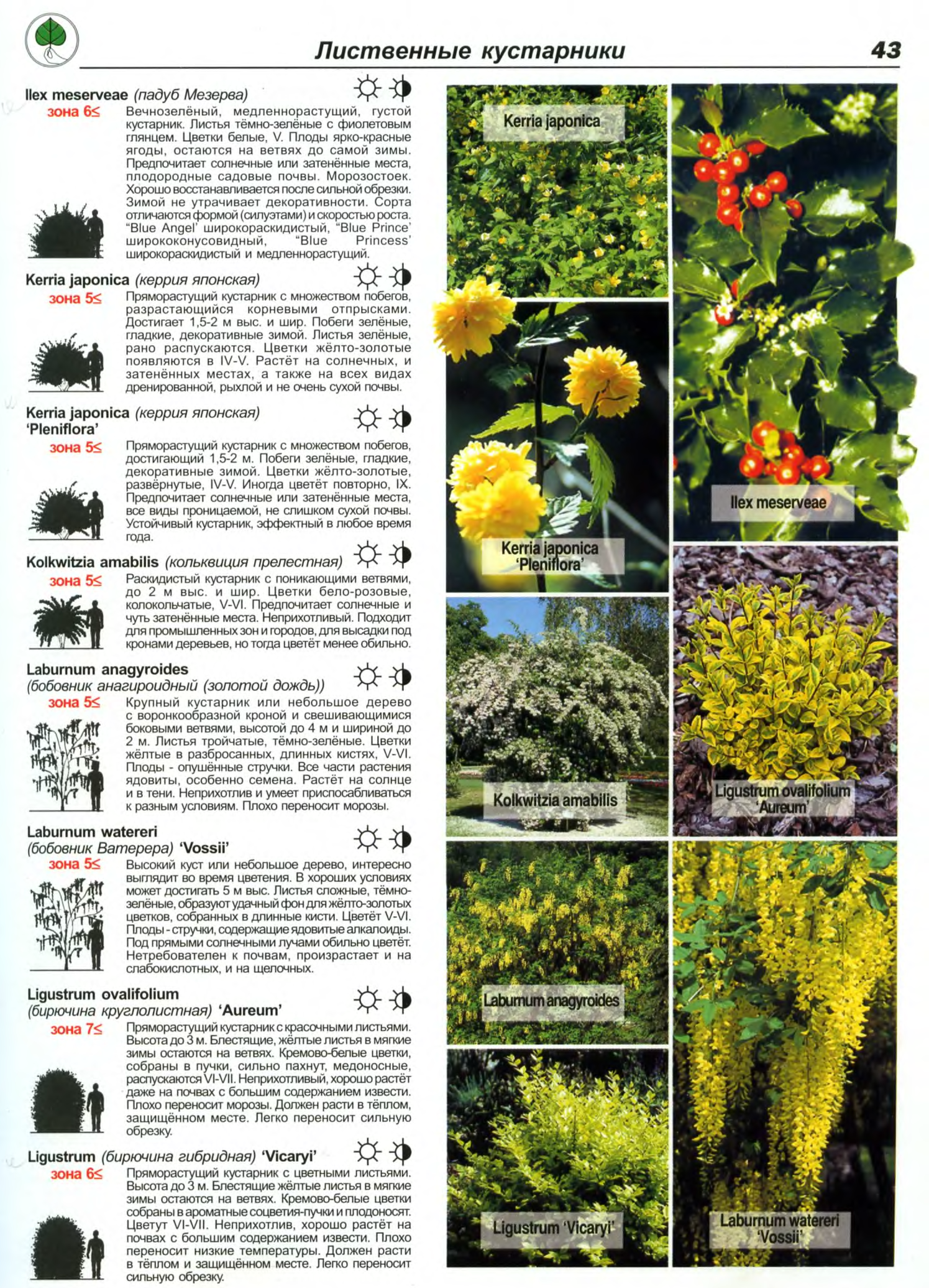каталог садовых растений с фото